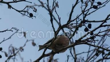普通的箔条(Fringillacoelebs)坐在树枝上唱歌